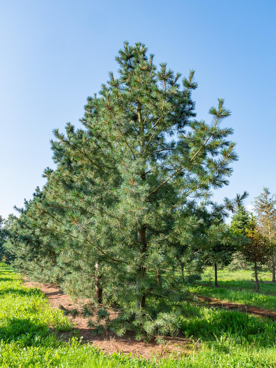 Pinus Flexilis 'vanderwolf's Pyramid' - View 34 from www redcrocus com