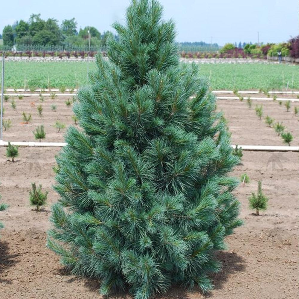 Pinus Flexilis 'vanderwolf's Pyramid' - View 35 from www redcrocus com