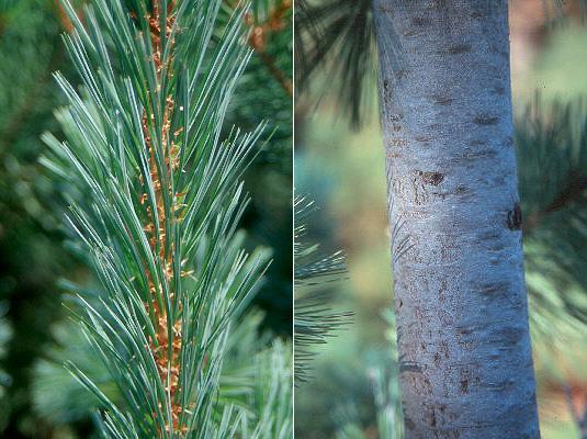 Pinus Flexilis 'vanderwolf's Pyramid' - View 37 from www redcrocus com