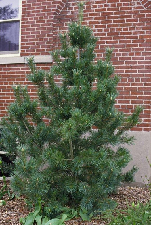 Pinus Flexilis 'vanderwolf's Pyramid' - View 38 from www redcrocus com