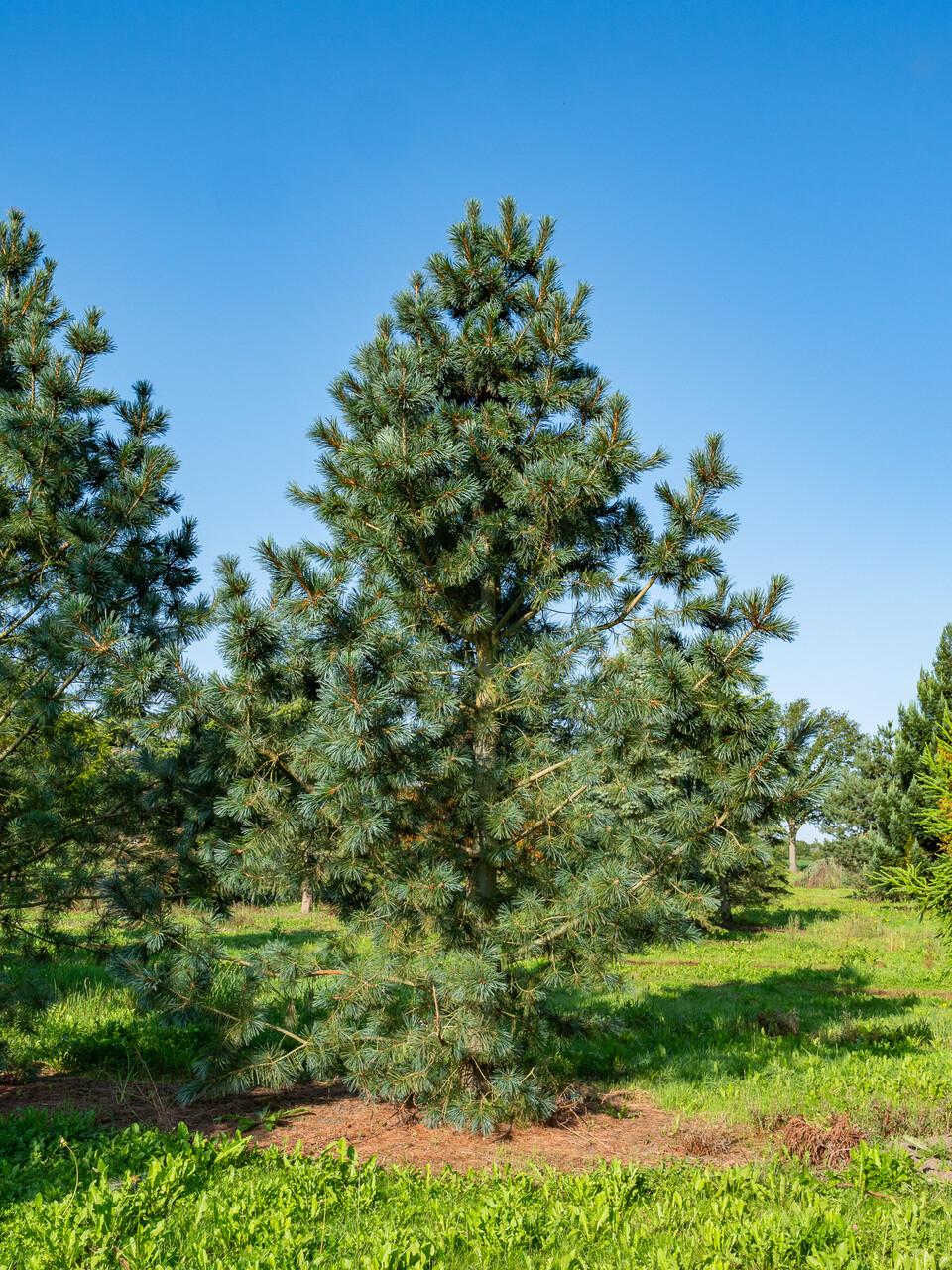 Pinus Flexilis 'vanderwolf's Pyramid' - View 39 from www redcrocus com