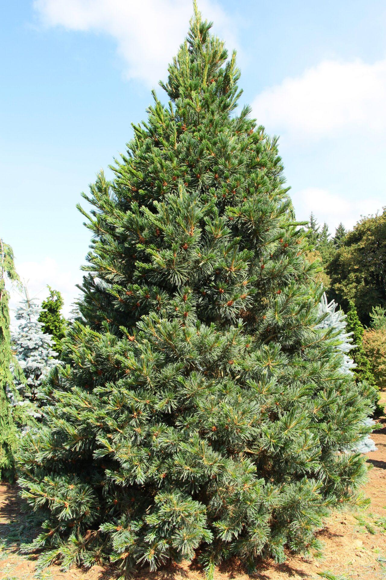 Pinus Flexilis 'vanderwolf's Pyramid' - View 7 from www redcrocus com