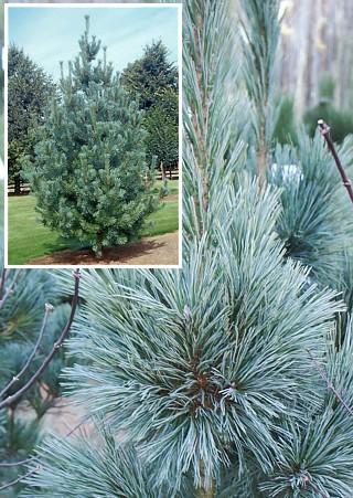 Pinus Flexilis 'vanderwolf's Pyramid' - View 8 from www redcrocus com
