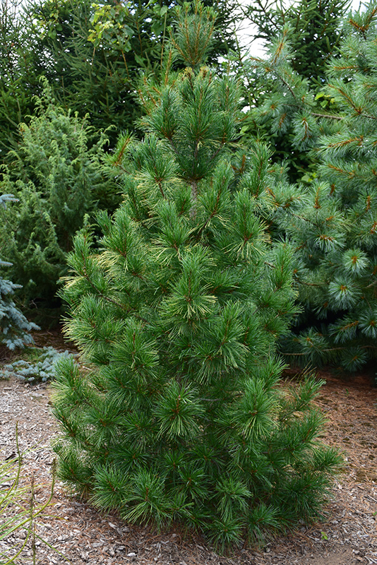 Pinus Strobus Fastigiata - View 4 from www redcrocus com