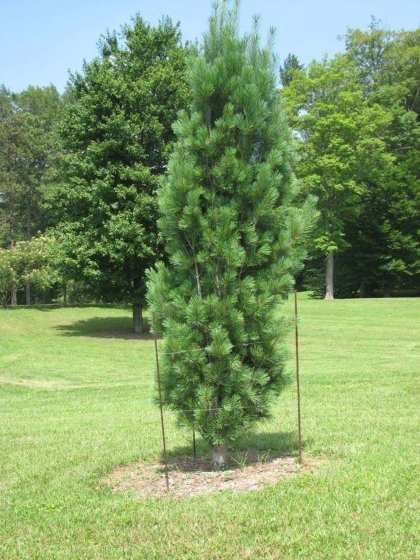 Pinus Strobus Fastigiata - View 6 from www redcrocus com