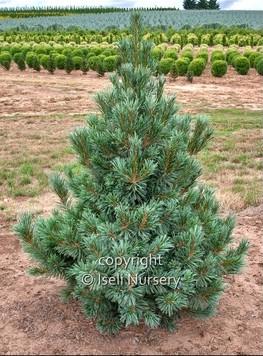Pinus Flexilis Vanderwolf S Pyramid - View 19 from www redcrocus com