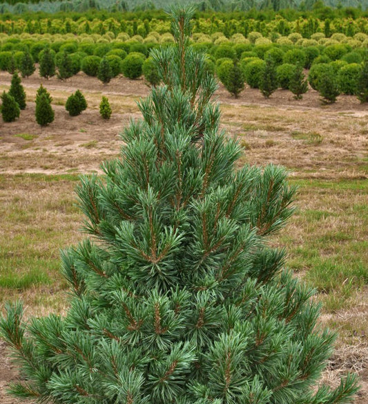 Pinus Flexilis Vanderwolf S Pyramid - View 1 from www redcrocus com