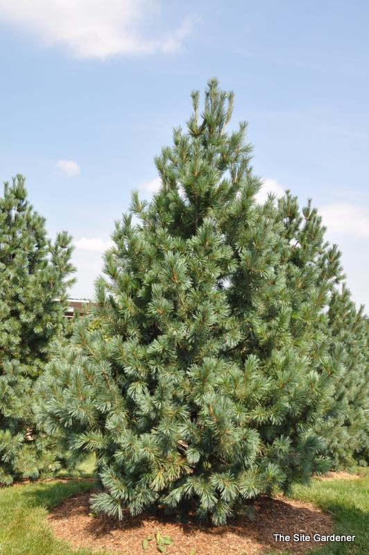 Pinus Flexilis Vanderwolf S Pyramid - View 4 from www redcrocus com