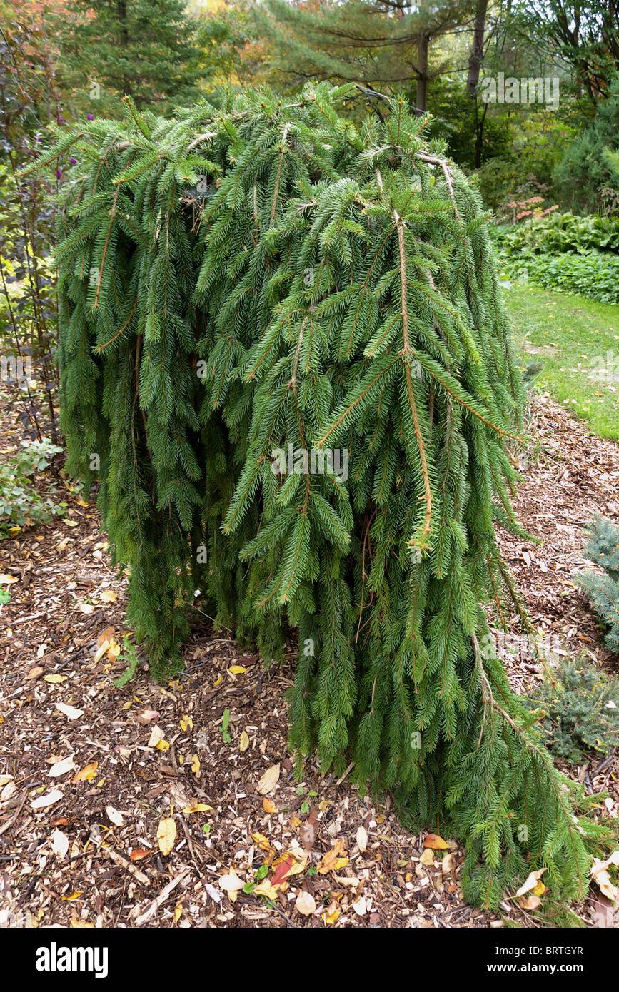 Picea Abies Pendula - View 16 from www redcrocus com
