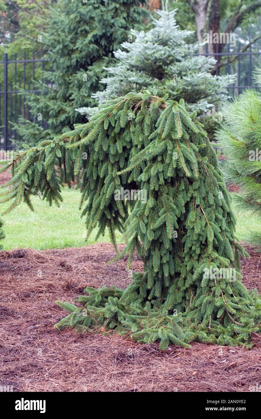 Picea Abies Pendula - View 17 from www redcrocus com