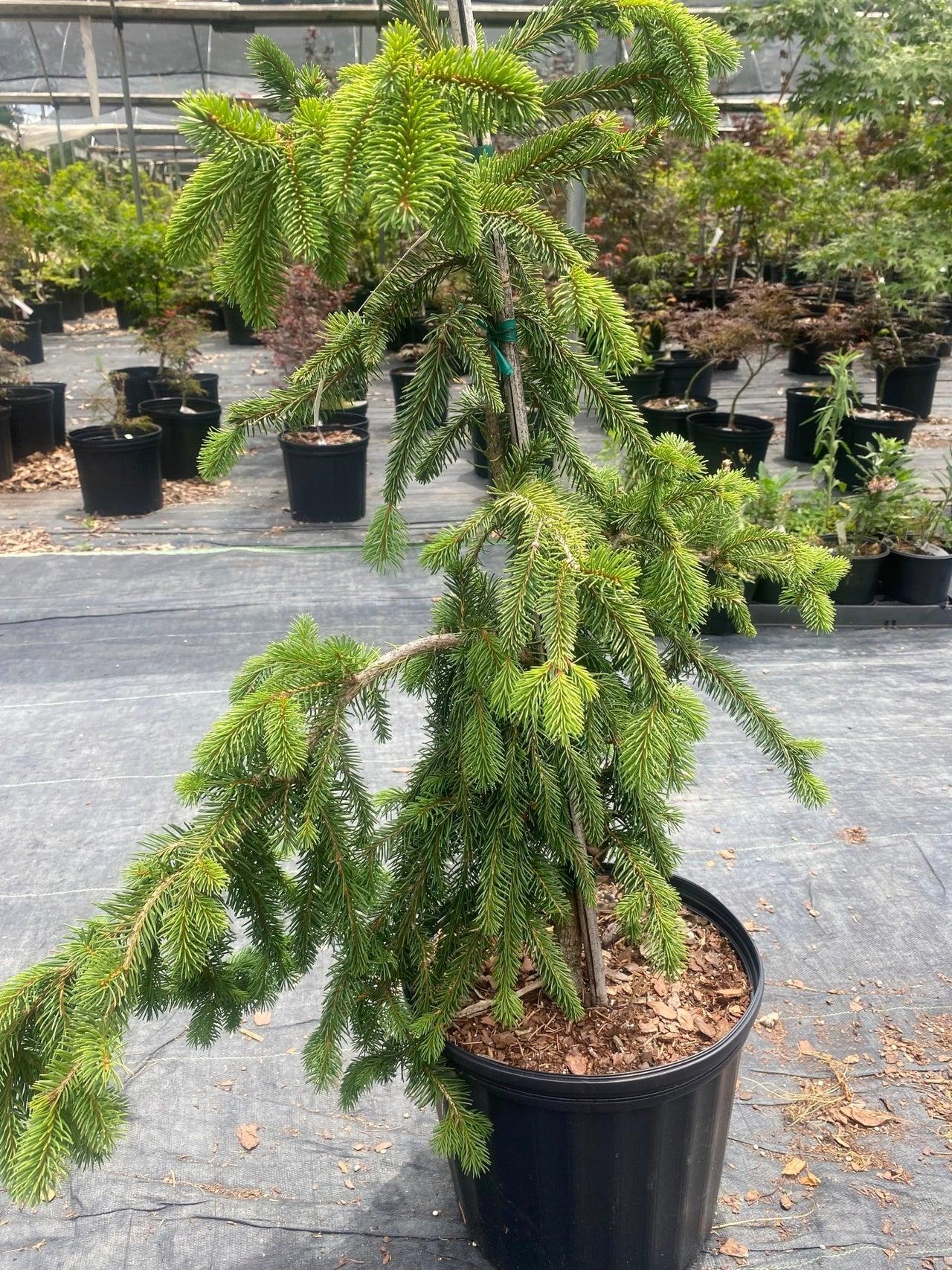 Picea Abies Pendula - View 7 from www redcrocus com