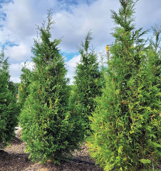 Thuja Occidentalis Wintergreen - View 1 from www redcrocus com