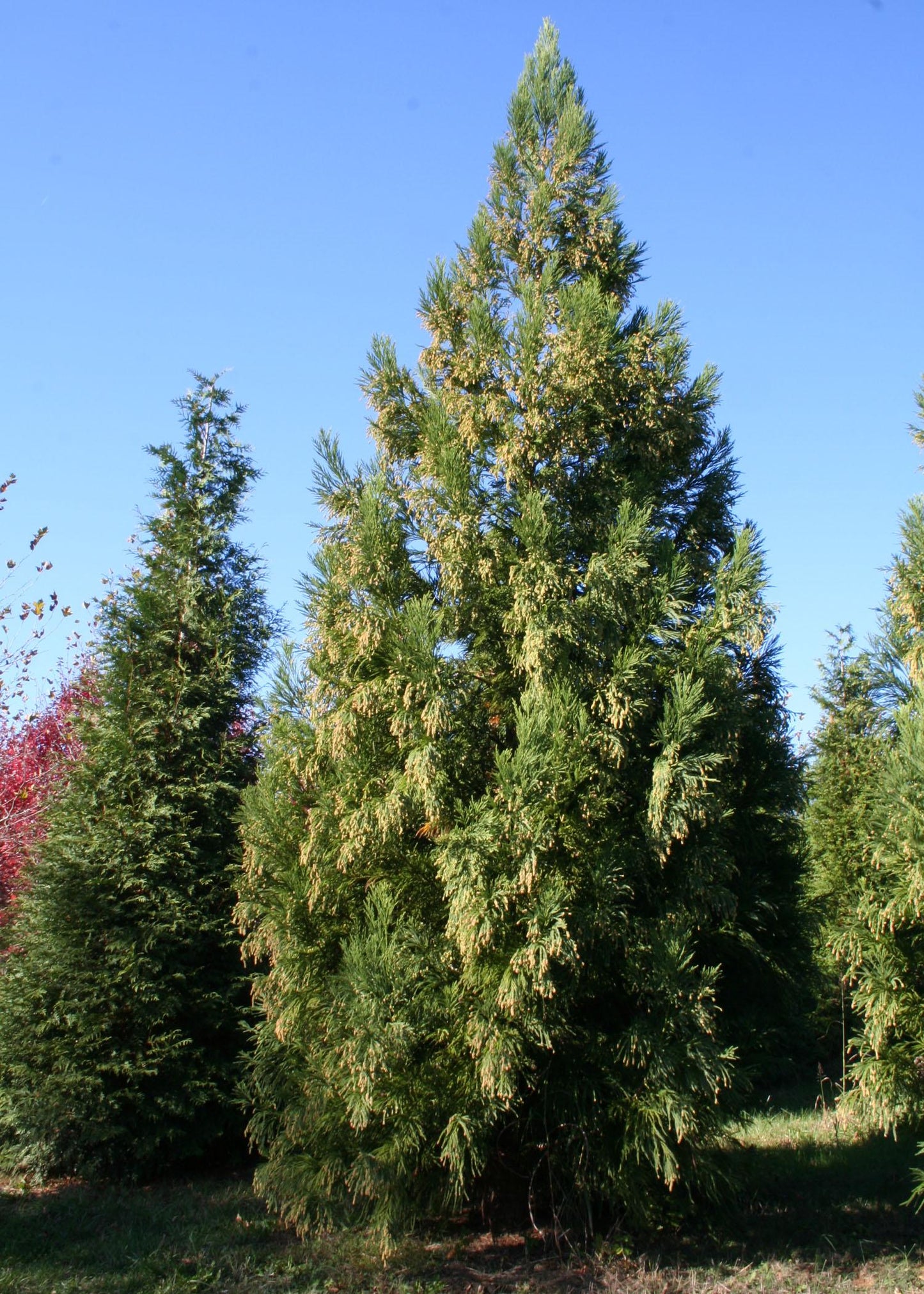 Cryptomeria Japonica Yoshino - View 12 from www redcrocus com