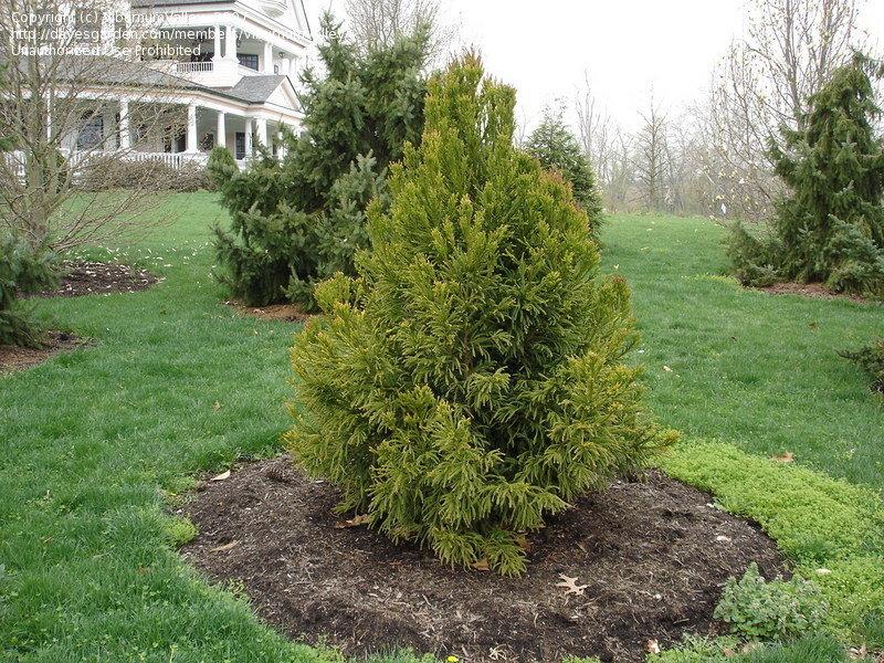 Cryptomeria Japonica Yoshino - View 8 from www redcrocus com