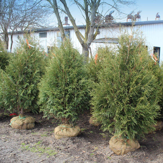 Thuja Occidentalis Techny - View 10 from www redcrocus com
