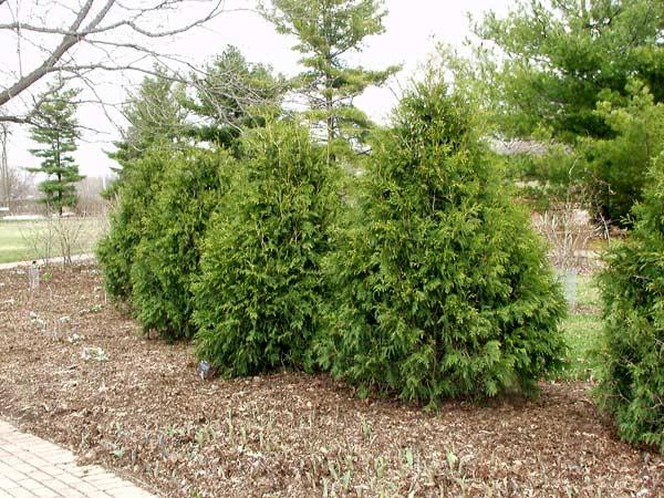 Thuja Occidentalis Techny - View 17 from www redcrocus com