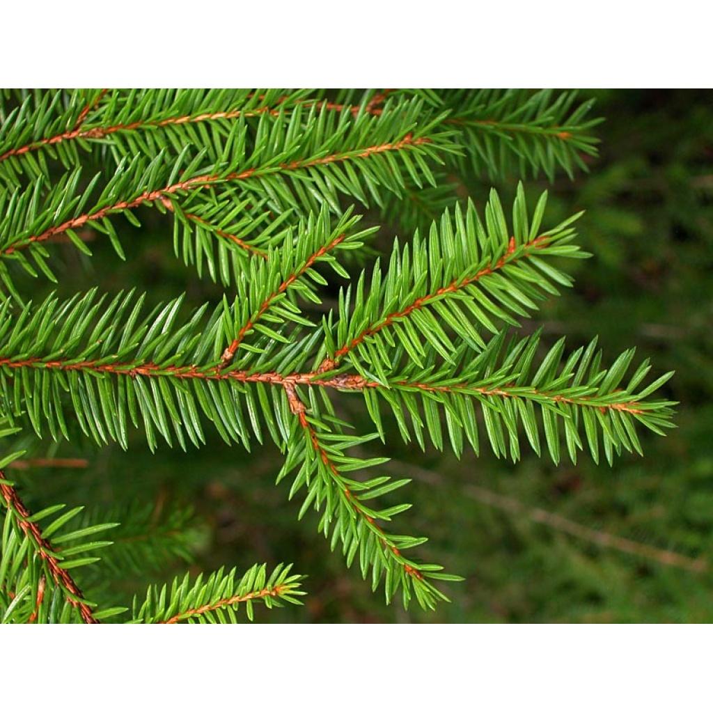 Picea Abies - View 2 from www redcrocus com