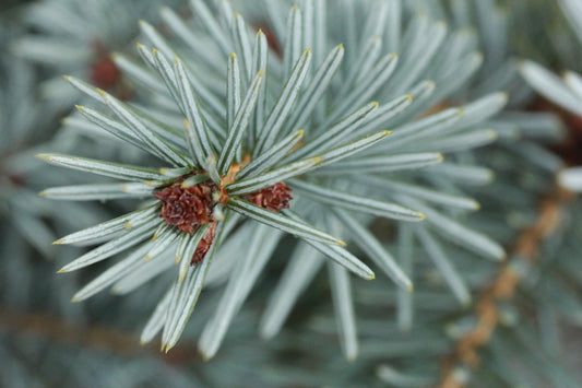 Picea Omorika - View 10 from www redcrocus com