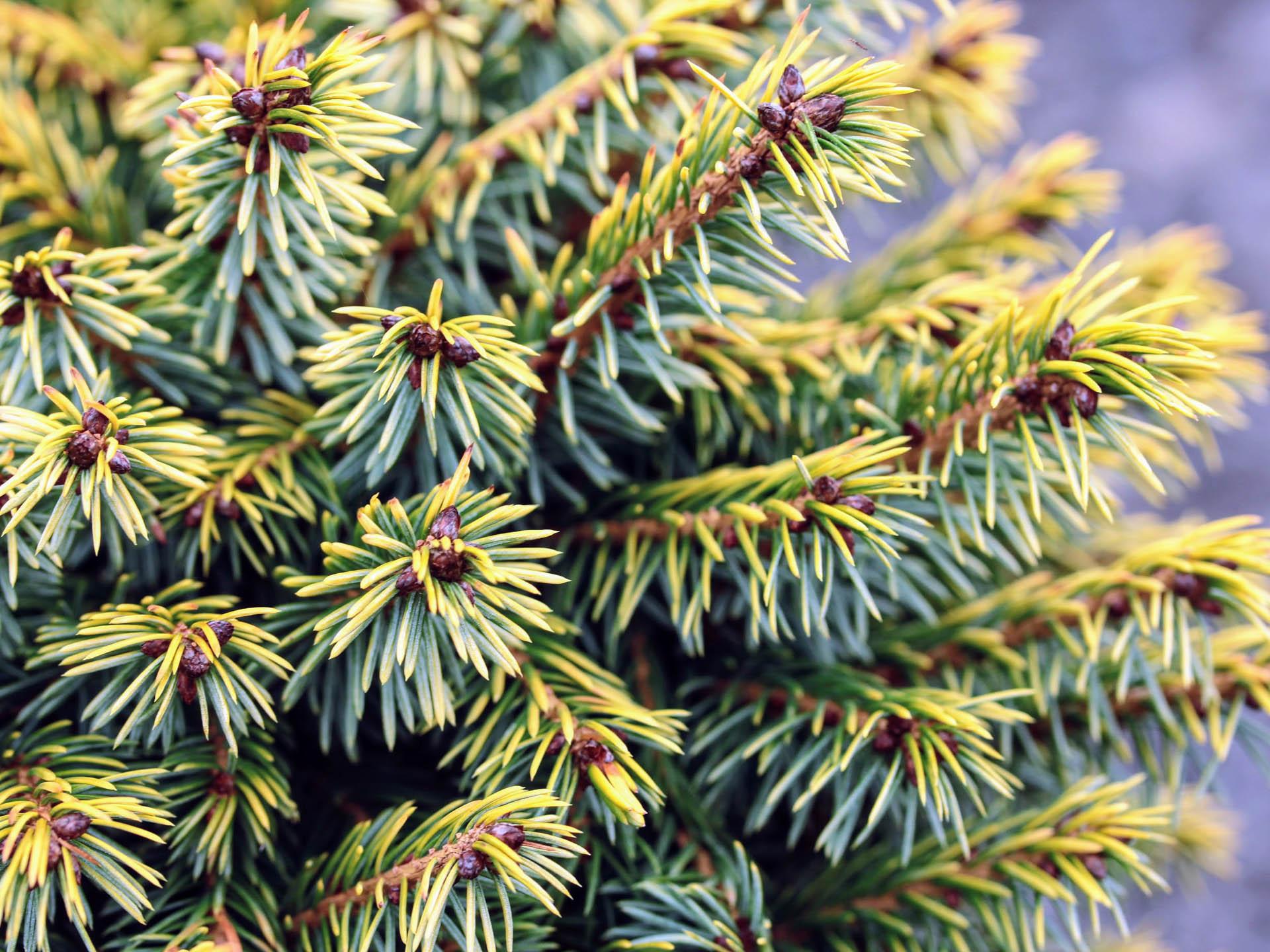 Picea Omorika - View 17 from www redcrocus com