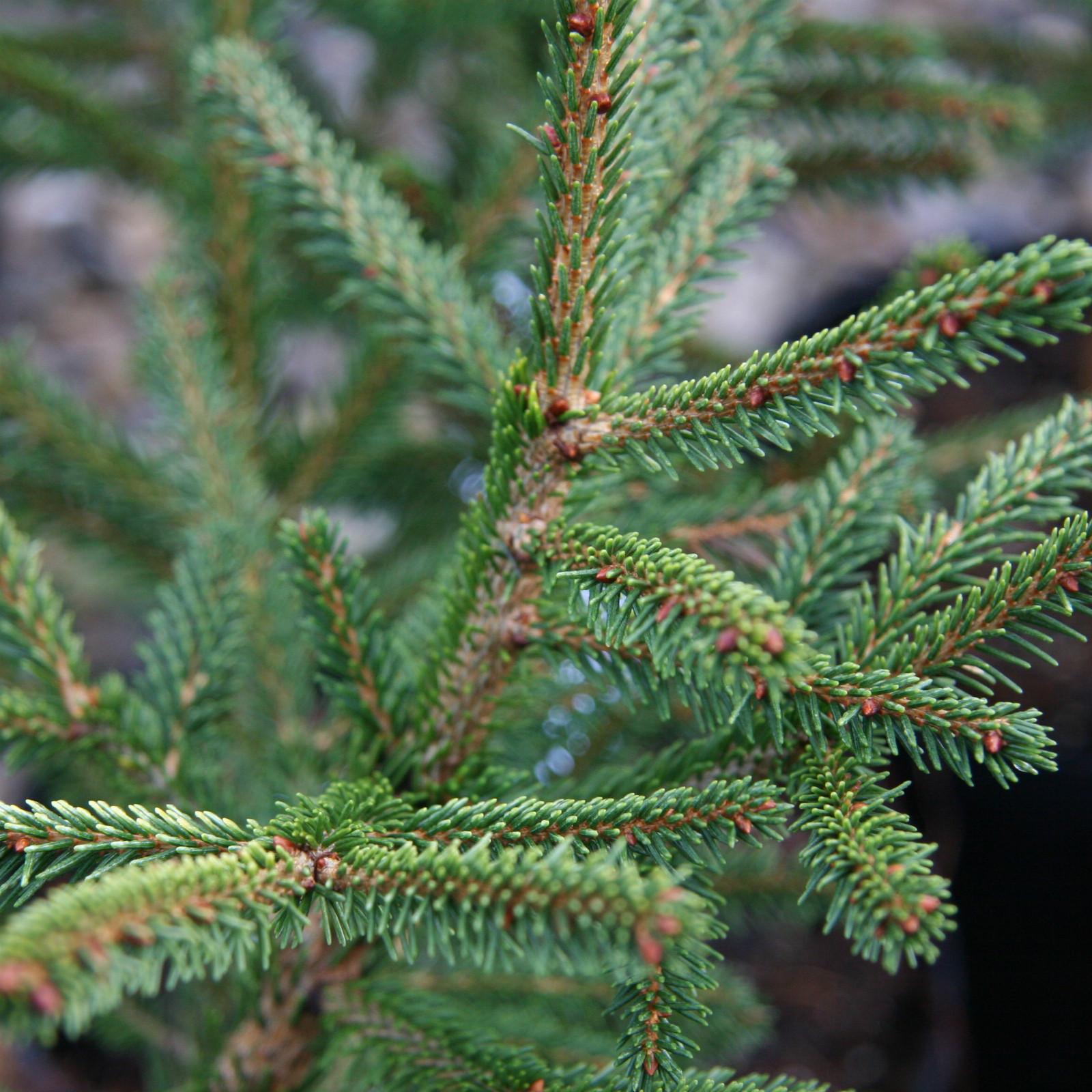 Picea Omorika - View 21 from www redcrocus com