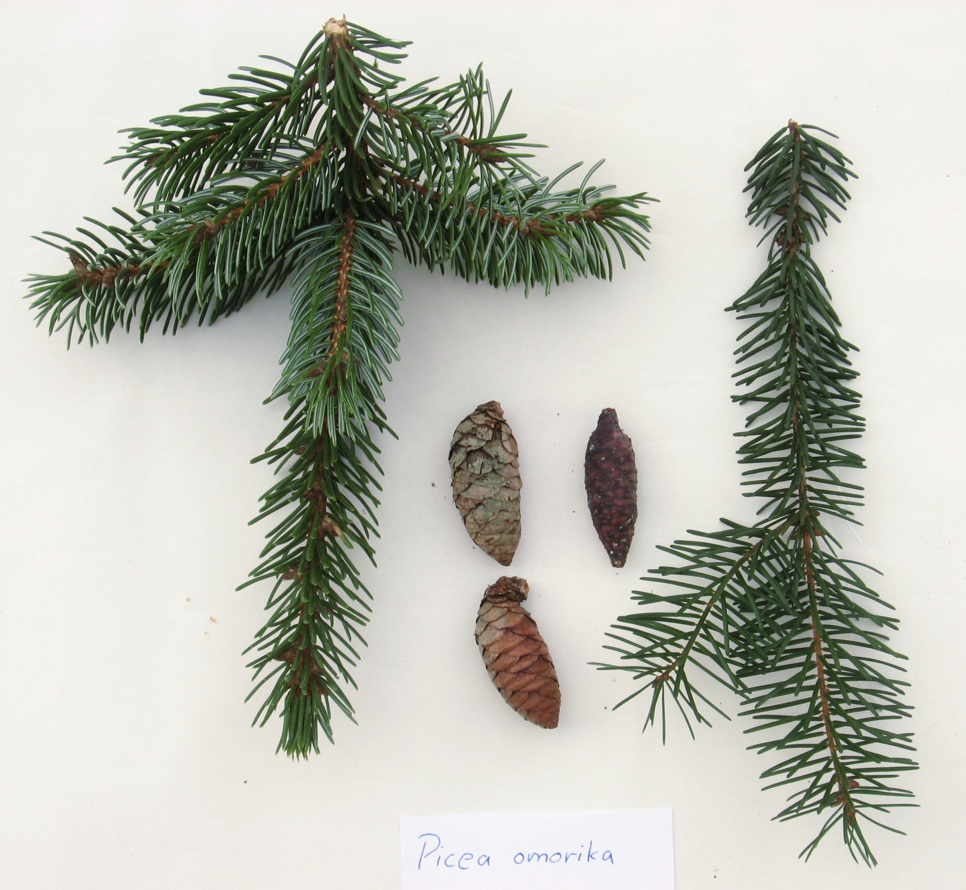 Picea Omorika - View 32 from www redcrocus com