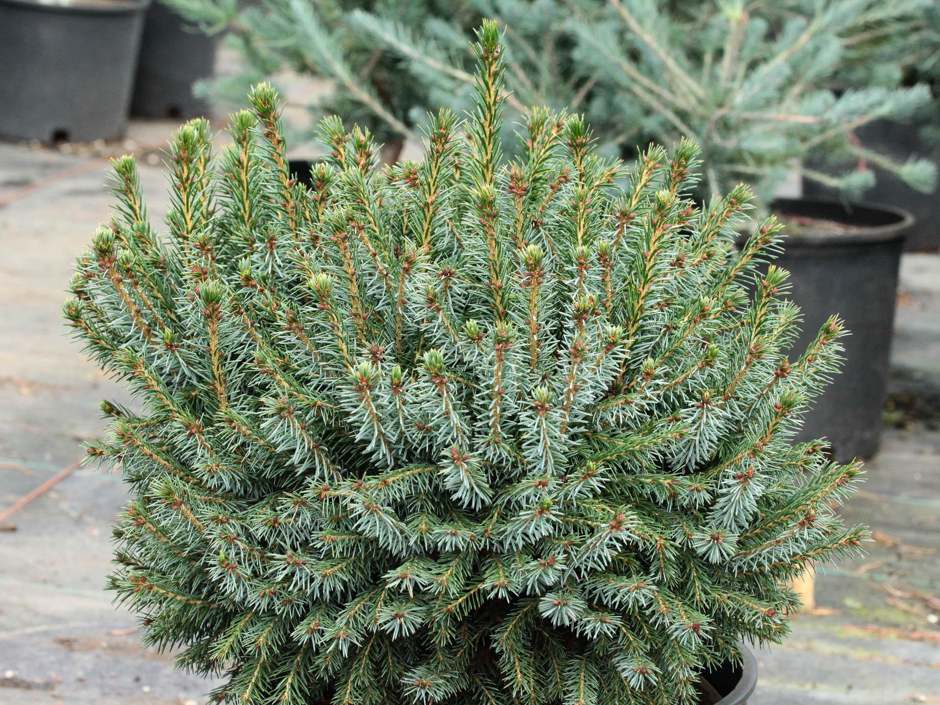 Picea Omorika - View 7 from www redcrocus com