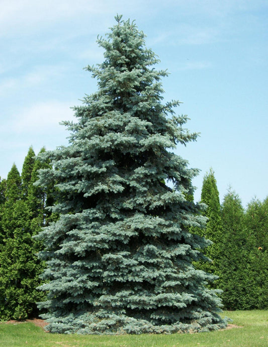 Picea Pungens Glauca - View 10 from www redcrocus com