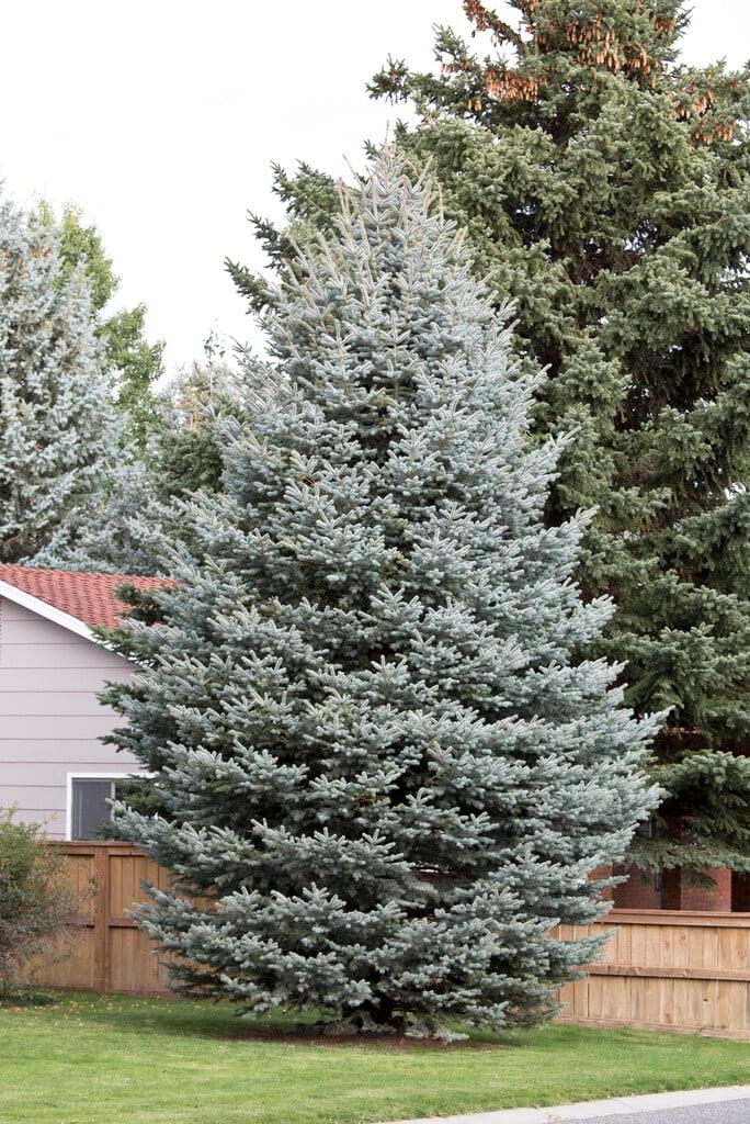 Picea Pungens Glauca - View 18 from www redcrocus com