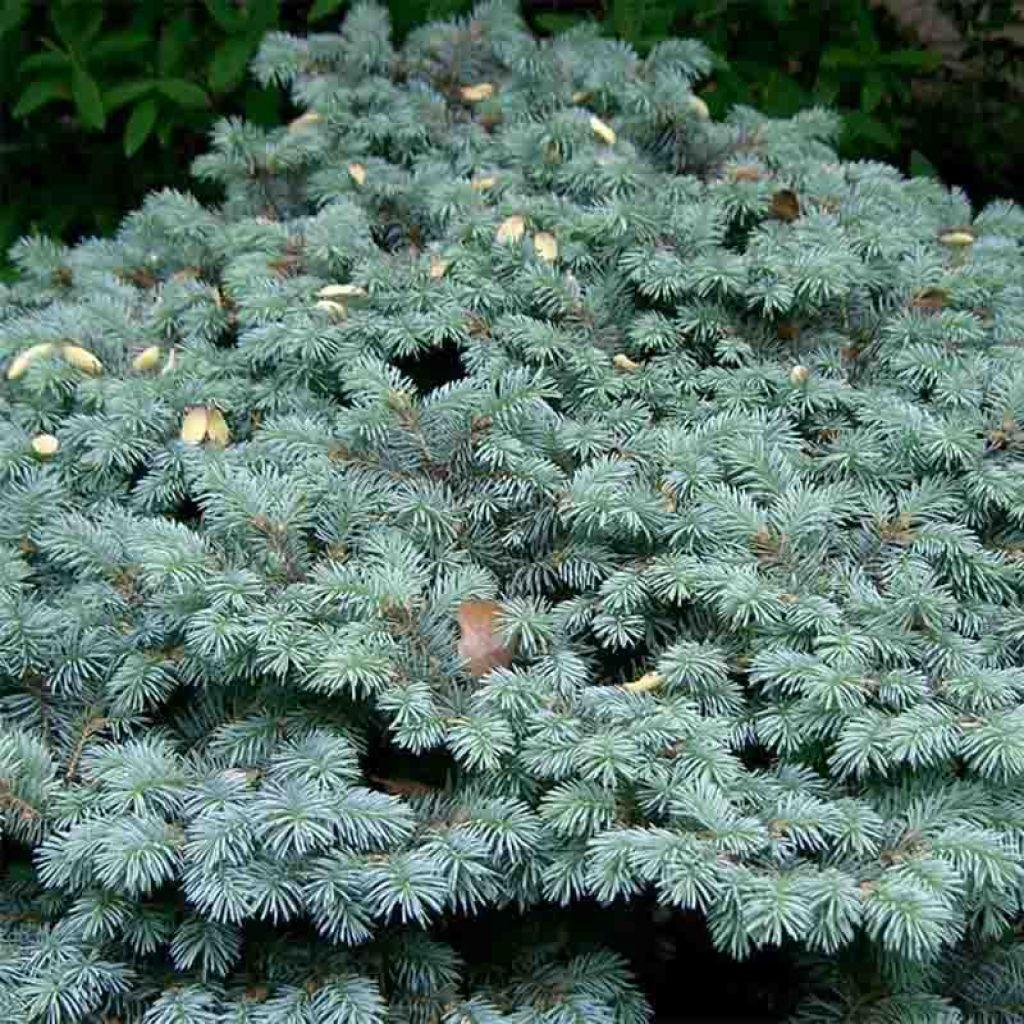 Picea Pungens Glauca - View 21 from www redcrocus com