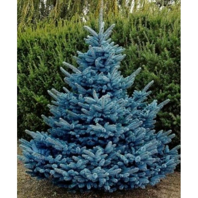 Picea Pungens Glauca - View 22 from www redcrocus com