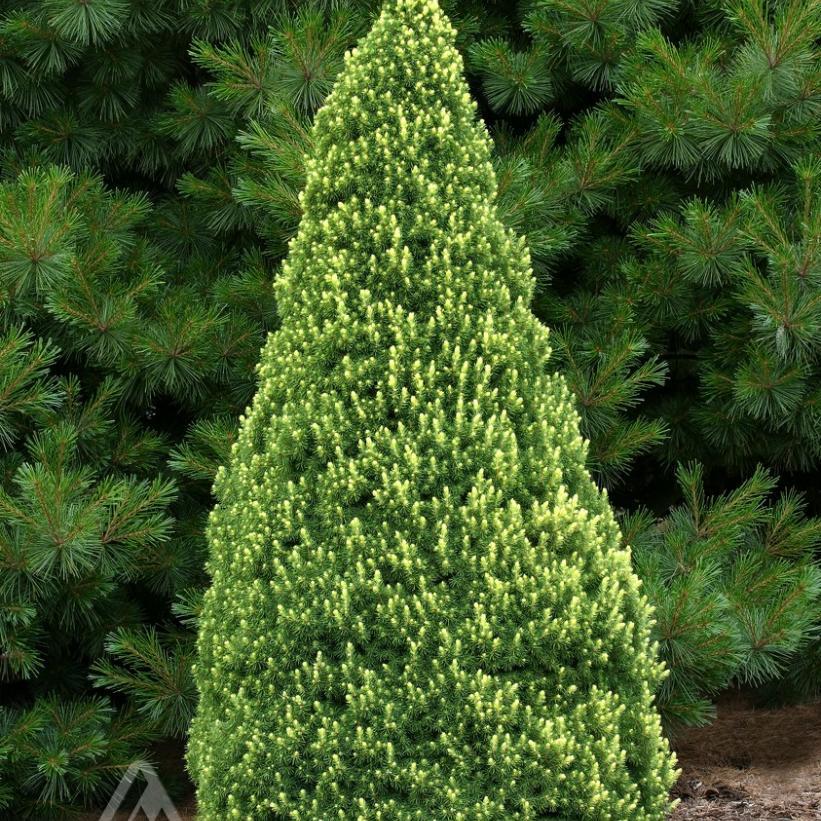 Picea Glauca - View 11 from www redcrocus com