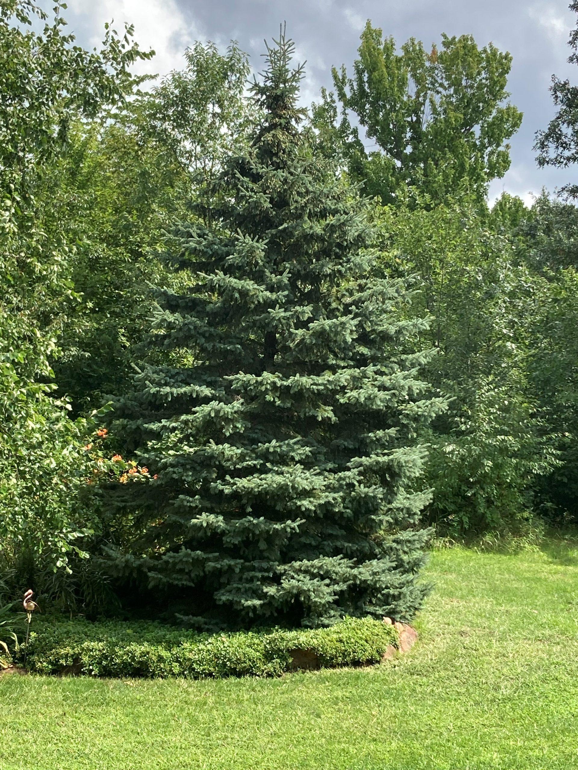 Picea Glauca - View 12 from www redcrocus com