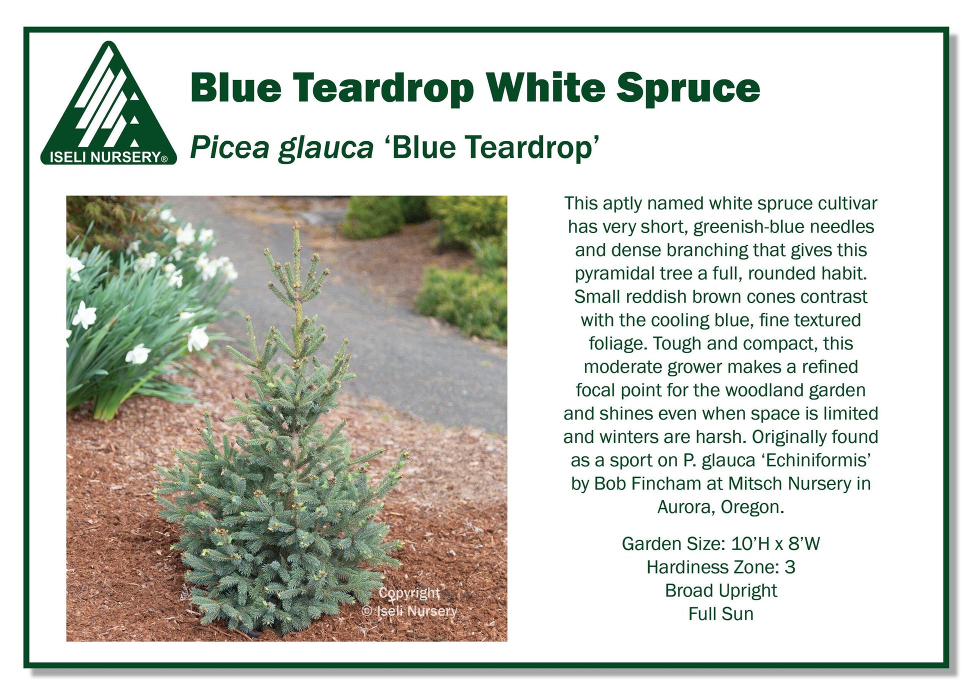 Picea Glauca - View 26 from www redcrocus com