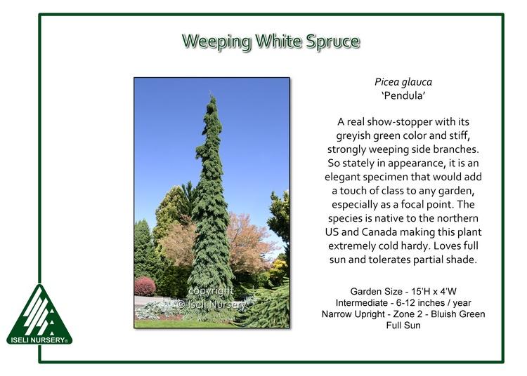 Picea Glauca - View 27 from www redcrocus com