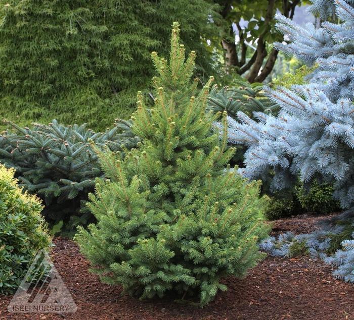 Picea Glauca - View 31 from www redcrocus com