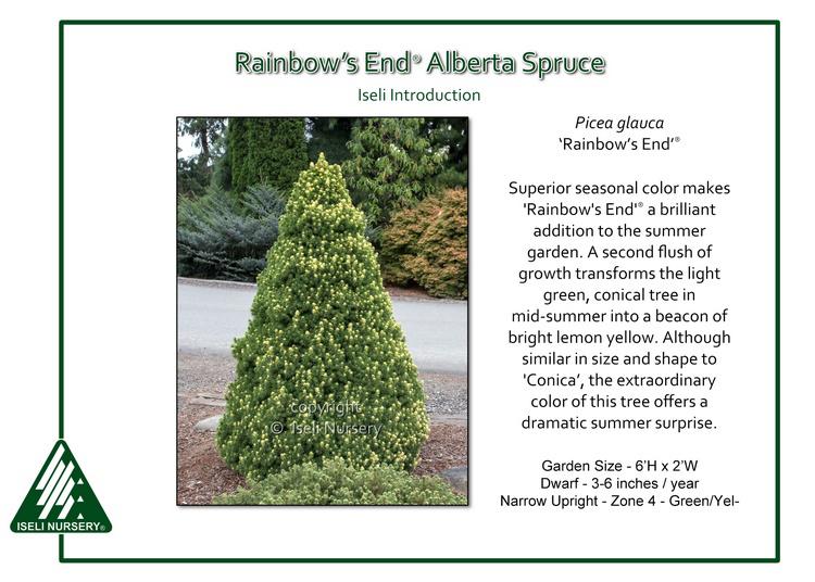 Picea Glauca - View 32 from www redcrocus com