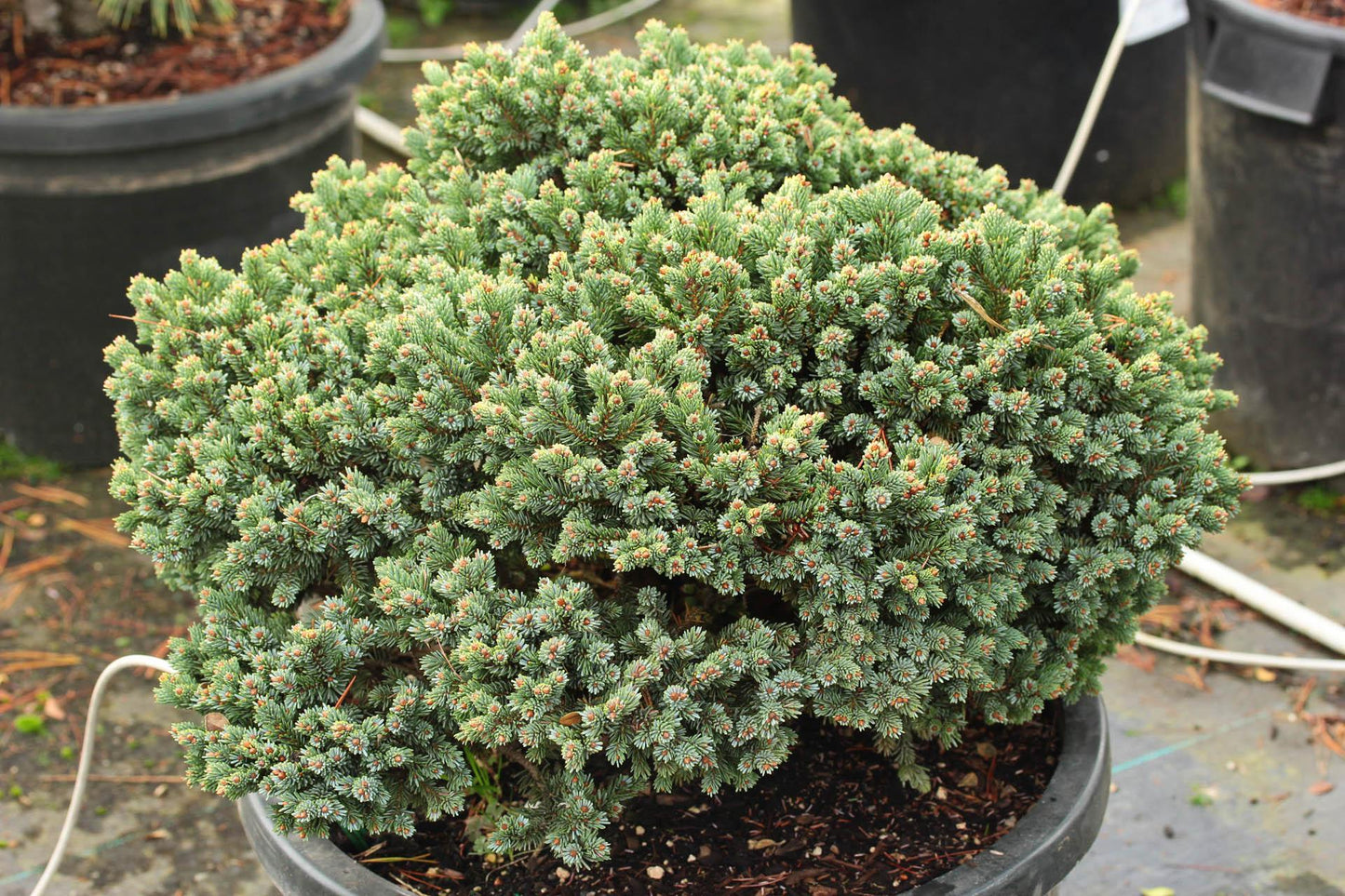 Picea Glauca - View 34 from www redcrocus com