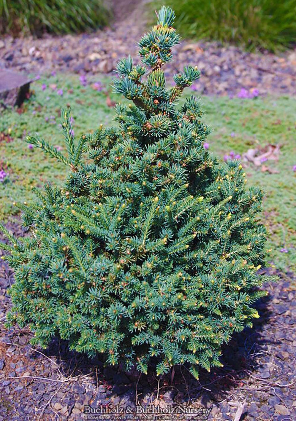 Picea Glauca - View 35 from www redcrocus com