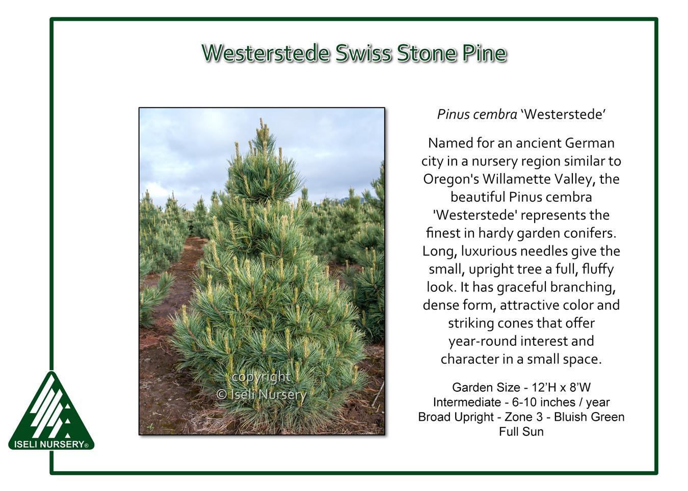 Pinus Cembra - View 10 from www redcrocus com