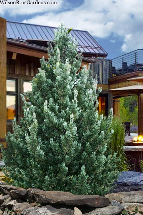 Pinus Cembra - View 12 from www redcrocus com