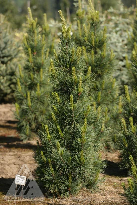 Pinus Cembra - View 13 from www redcrocus com