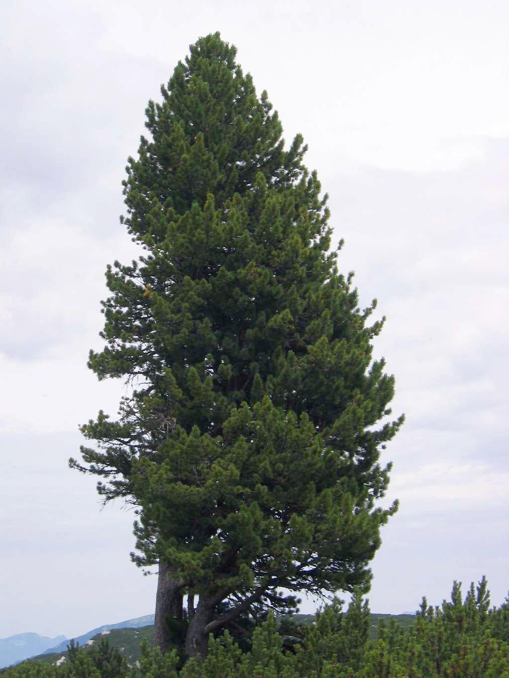 Pinus Cembra - View 14 from www redcrocus com