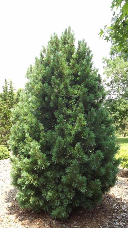 Pinus Cembra - View 18 from www redcrocus com