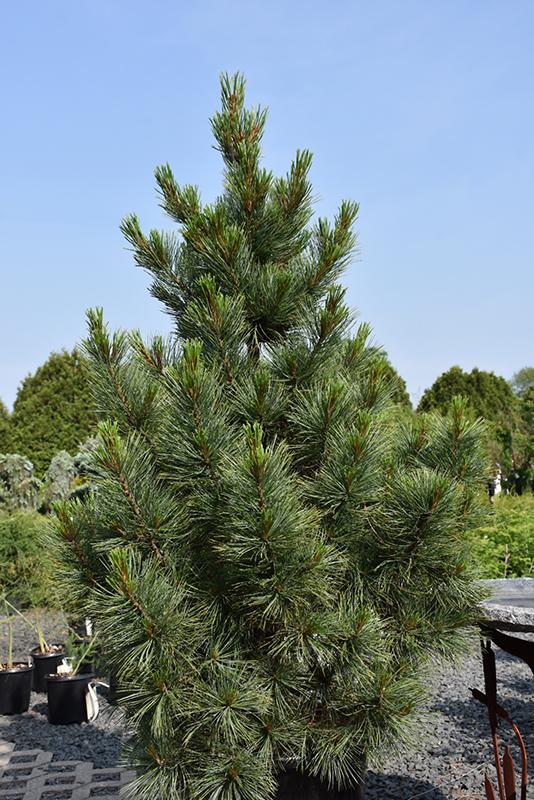 Pinus Cembra - View 19 from www redcrocus com