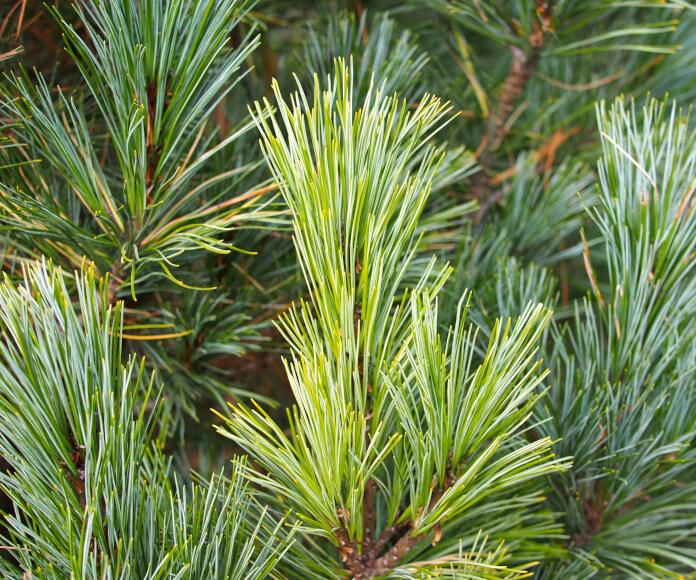 Pinus Cembra - View 1 from www redcrocus com