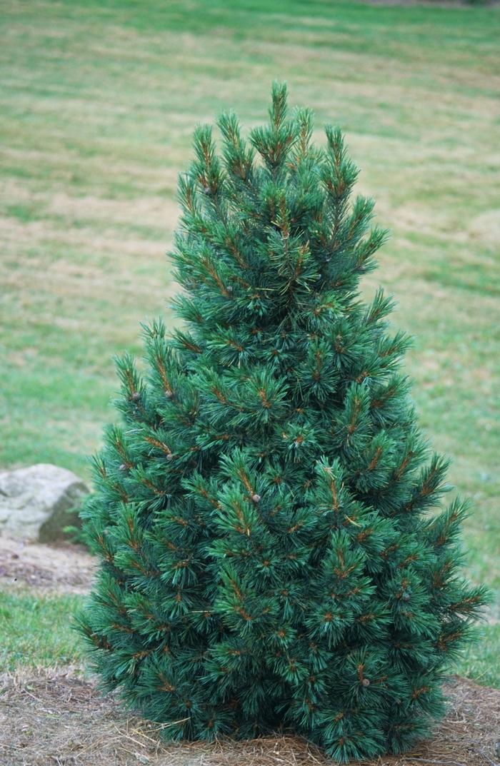 Pinus Cembra - View 20 from www redcrocus com