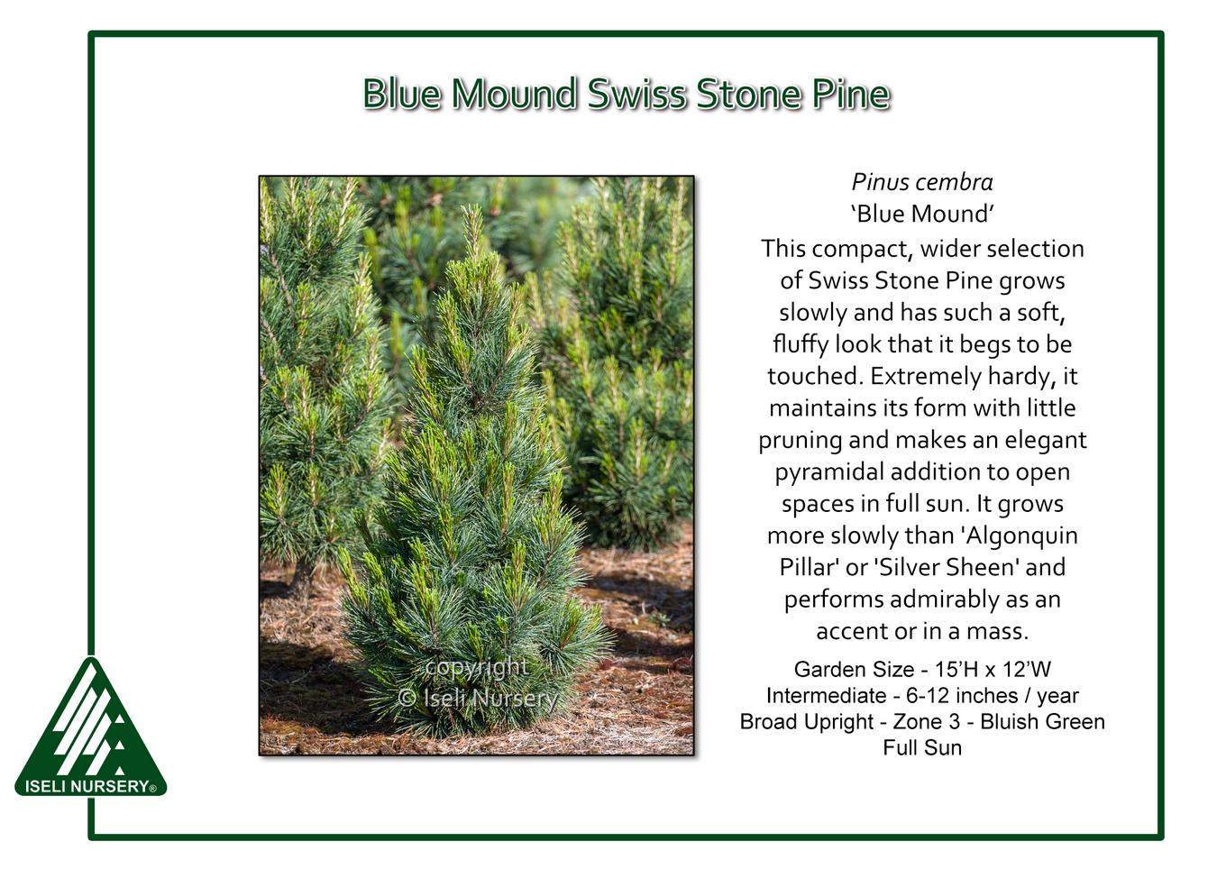 Pinus Cembra - View 25 from www redcrocus com