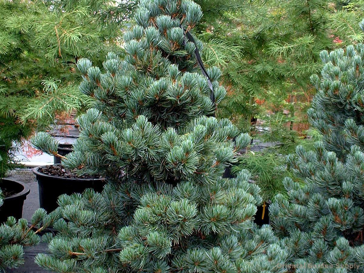 Pinus Cembra - View 26 from www redcrocus com