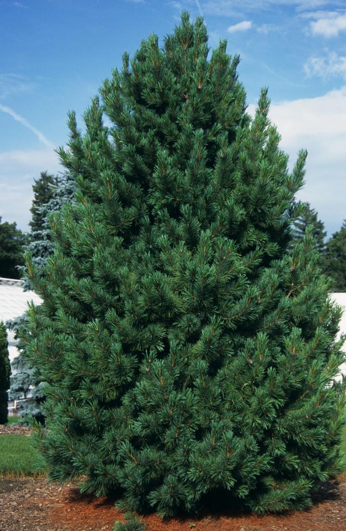 Pinus Cembra - View 28 from www redcrocus com