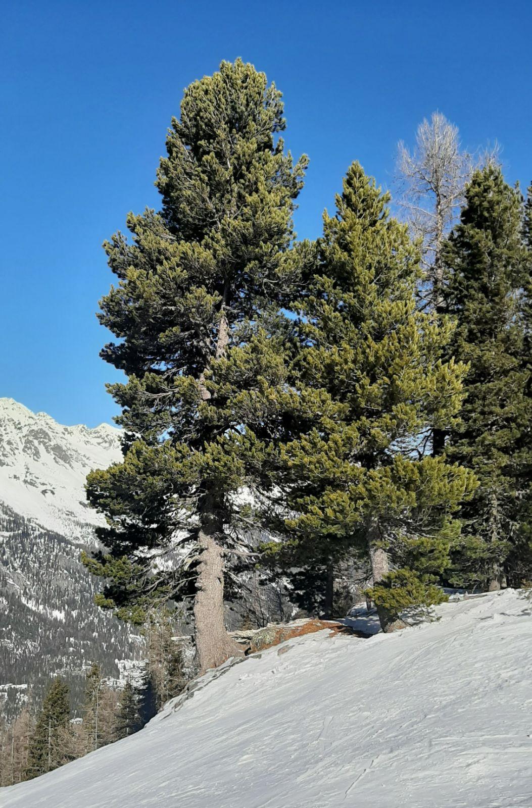 Pinus Cembra - View 29 from www redcrocus com
